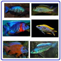 Malawi cichliden